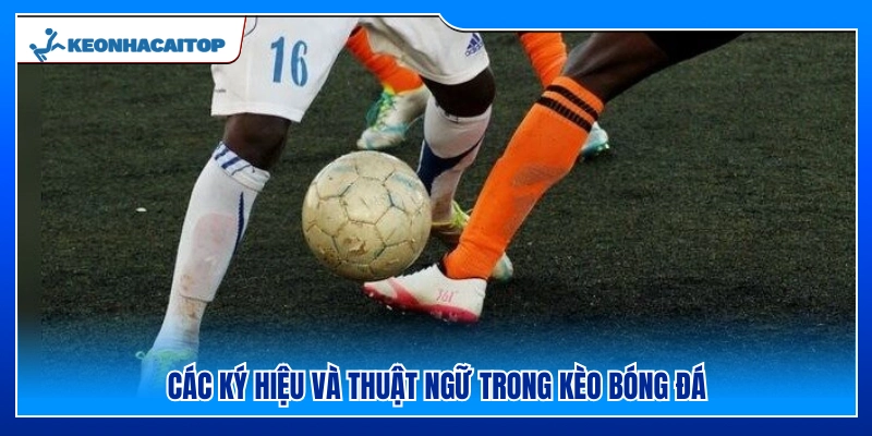 Những ký hiệu và thuật ngữ phổ biến